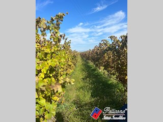 Terreno agricolo in Vendita a Cellole, 700'000€, 90000 m²