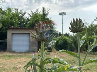 Terreno agricolo in Vendita a Santa Croce sull'Arno, 35'000€, 2050 m²