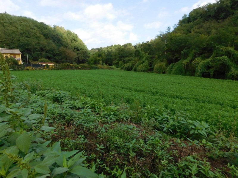 Terreno agricolo in Vendita a Valmontone, 15'000&euro;, 1400 m²