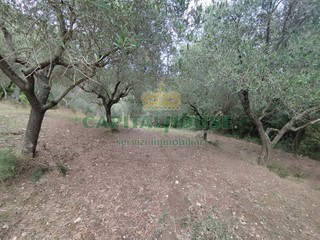 Terreno agricolo in Vendita a Giano Vetusto, 8'000€, 3744 m²