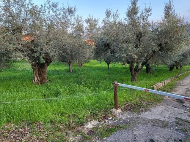 Terreno edificabile in Vendita a Montesilvano, 120'000€, 11980 m²