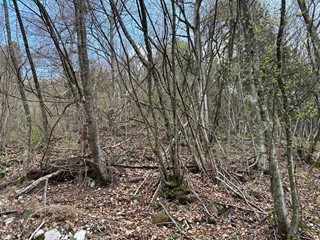 Terreno agricolo in Vendita a Borgo Valbelluna, 25'000€, 51500 m²