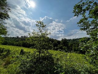 Terreno agricolo in Vendita a Terranuova Bracciolini, 20'000€, 15000 m²