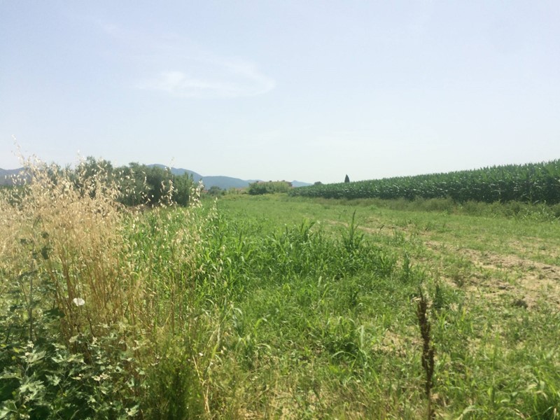 Terreno agricolo in Vendita a Vecchiano, 10'000€, 2500 m²