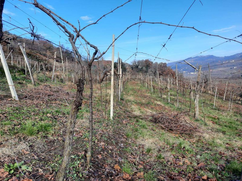 Terreno agricolo in Vendita a Monteforte d'Alpone, 35'000€, 4500 m²