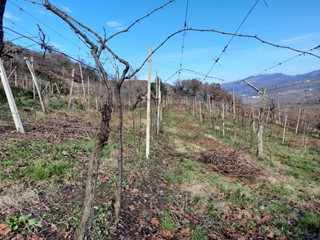 Terreno agricolo in Vendita a Monteforte d'Alpone, 35'000€, 4500 m²