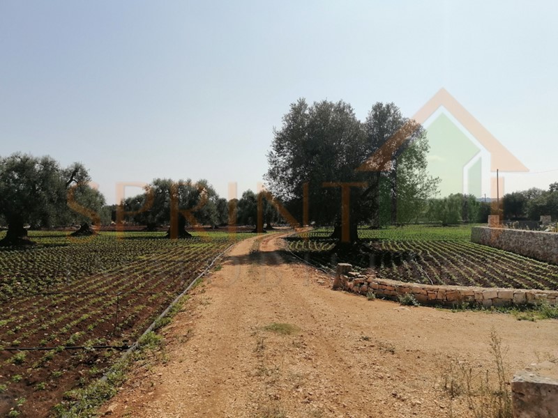 Terreno agricolo in Vendita a Monopoli, 62'000€, 12000 m²