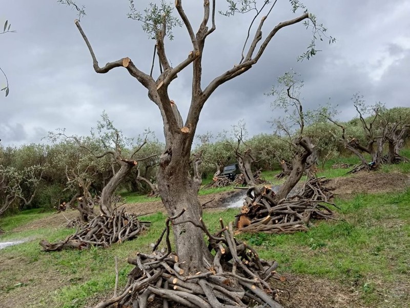 Terreno edificabile in Vendita a Messina, 32'000€, 2900 m²