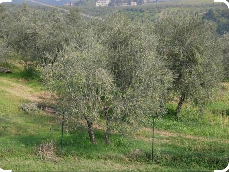Terreno agricolo in Vendita a Capraia e Limite, zona Castra, 23'000€, 18000 m²