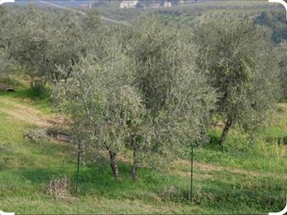 Terreno agricolo in Vendita a Capraia e Limite, zona Castra, 23'000€, 18000 m²