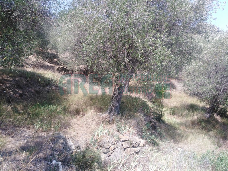 Terreno agricolo in Vendita a Imperia, zona Borgo D'oneglia, 45'000€, 9270 m²