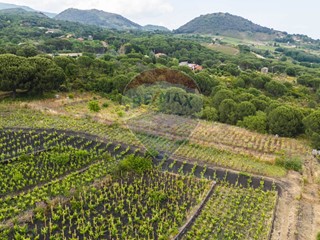 Terreno agricolo in Vendita a Nicolosi, 18'000€, 1104 m²