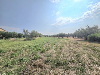 Terreno agricolo in Vendita a Cepagatti, 49'000€, 5960 m²