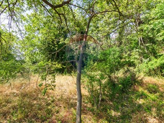 Terreno agricolo in Vendita a Trecastagni, 55'000€, 11538 m²