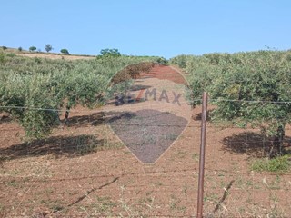 Terreno agricolo in Vendita a Maniace, 139'000€, 16000 m²