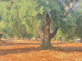 Rustico in Vendita a Grottaglie, 19'500€, 60 m²