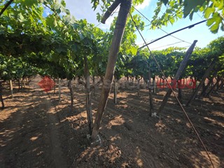 Terreno agricolo in Vendita a Taranto, 20'000€, 6000 m²