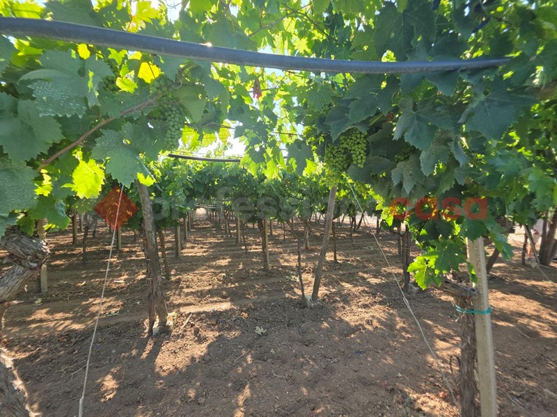 Terreno agricolo in Vendita a Taranto, 20'000€, 6000 m²