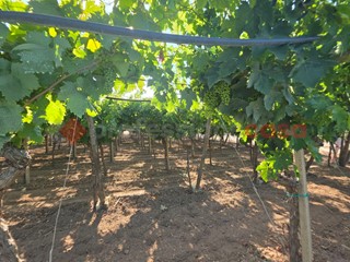 Terreno agricolo in Vendita a Taranto, 20'000€, 6000 m²