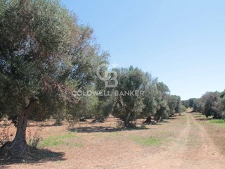 Terreno agricolo in Vendita a San Vito dei Normanni, 15'000€, 4576 m²