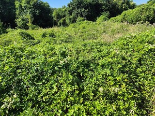 Terreno agricolo in Vendita a Marcianise, 15'500€, 544 m²