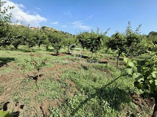 Terreno agricolo in Vendita a Piedimonte Etneo, 185'000€, 19000 m²