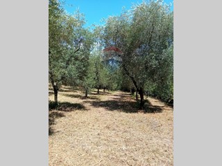 Terreno agricolo in Vendita a Minturno, 13'000€, 2427 m²