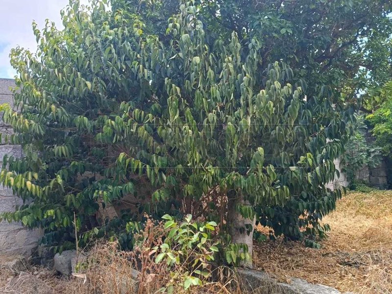 Terreno edificabile in Vendita a Scorrano, 80'000€, 