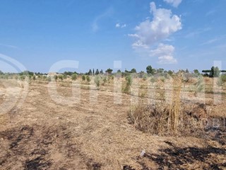 Terreno agricolo in Vendita a Alezio, 18'000€, 6665 m²