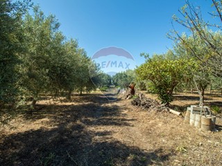 Terreno agricolo in Vendita a Belpasso, 40'000€, 10000 m²