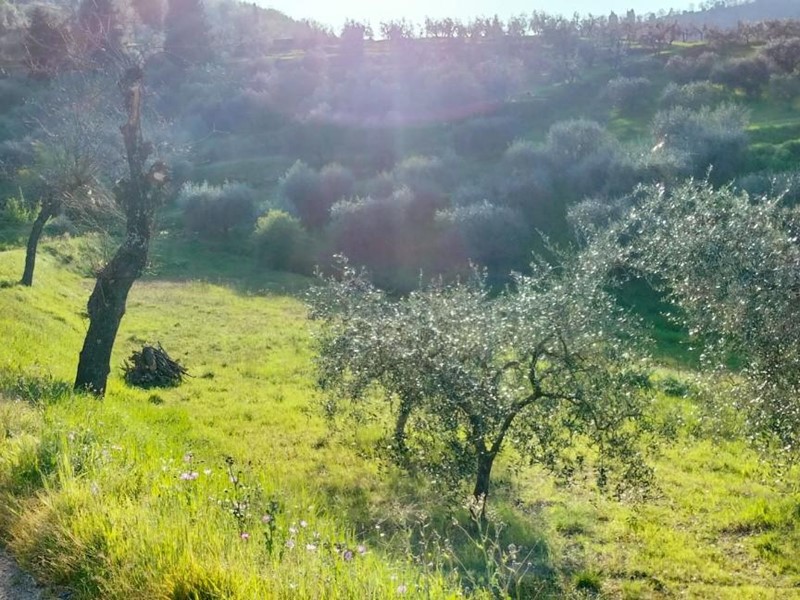 Terreno agricolo in Vendita a Carmignano, 81'000€, 13500 m²