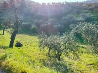 Terreno agricolo in Vendita a Carmignano, 81'000€, 13500 m²