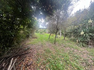 Terreno agricolo in Vendita a Pisa, 35'000&euro;, 2000 m²