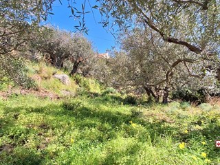 Terreno edificabile in Vendita a Messina, 10'900€, 1000 m²