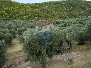 Terreno agricolo in Vendita a Vieste, 180'000€, 630000 m²