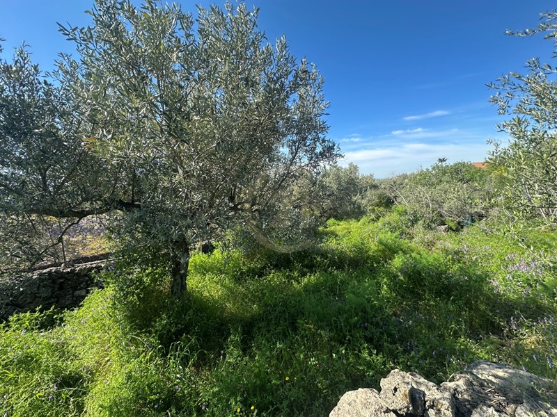 Terreno agricolo in Vendita a Misterbianco, 65'000€, 10000 m²