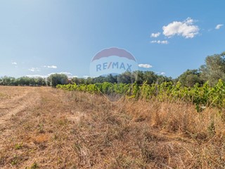 Terreno agricolo in Vendita a Canino, 20'000€, 10000 m²