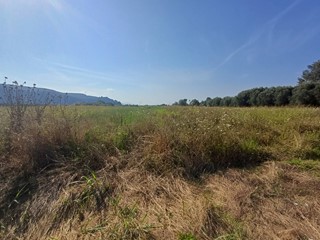 Terreno agricolo in Vendita a Vecchiano, 24'000€, 8300 m²