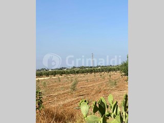 Terreno agricolo in Vendita a Tuglie, 65'000€, 9823 m²