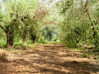 Terreno agricolo in Vendita a Follonica, 240'000€, 35800 m²
