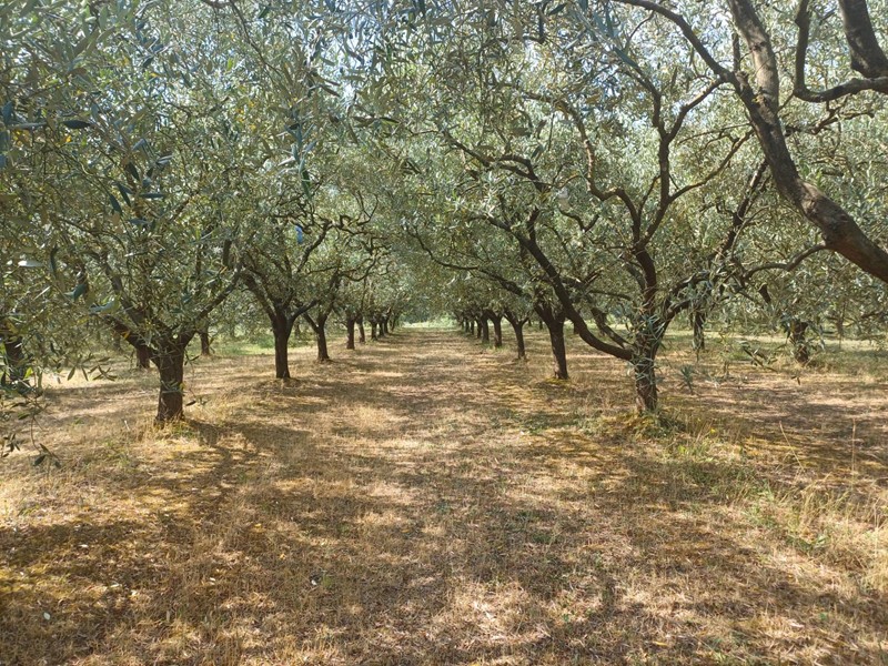 Terreno agricolo in Vendita a San Giuliano Terme, 30'000€, 8800 m²