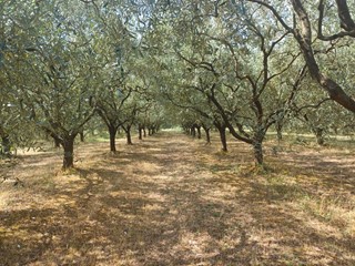 Terreno agricolo in Vendita a San Giuliano Terme, 30'000€, 8800 m²