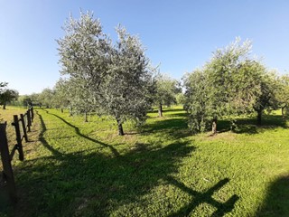Terreno agricolo in Vendita a San Felice del Benaco, 130'000€, 1670 m²