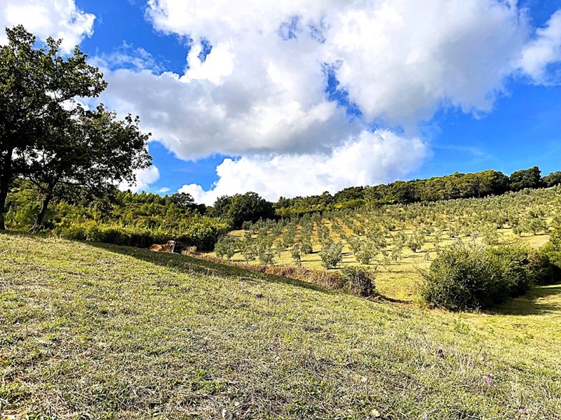 Terreno agricolo in Vendita a Rosignano Marittimo, zona Gabbro, 130'000€, 73000 m²