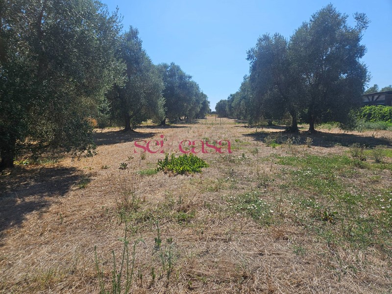 Terreno agricolo in Vendita a Grosseto, 45'000€, 1450 m²
