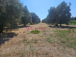 Terreno agricolo in Vendita a Grosseto, 45'000€, 1450 m²