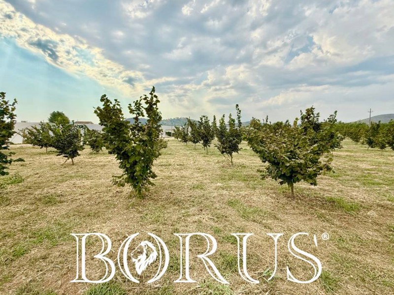 Terreno agricolo in Vendita a Sparanise, 180'000€, 20000 m²