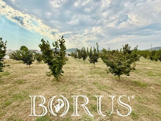 Terreno agricolo in Vendita a Sparanise, 180'000€, 20000 m²