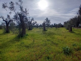 Terreno agricolo in Vendita a Giuggianello, 39'000€, 5700 m²