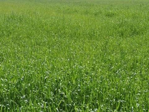 Terreno agricolo in Vendita a Carrara, zona Marina di Carrara, 50'000€, 1925 m²